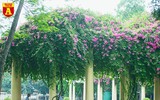 Hoa giấy bung nở khoe sắc ở Hà Nội